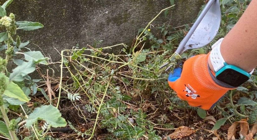 Sorra kapják a defekteket a kerékpárosok – ez az oka, és a kutyák sincsenek biztonságban