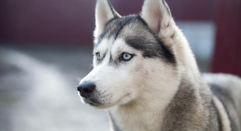 Igazi őrangyal a négylábú: a huskynak köszönheti az életét a hatéves kisfiú