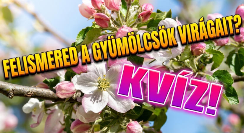 Kvíz: A gyümölcsöt bárki felismeri. A virágjával viszont kiszúrok veled. Vagy mégsem?