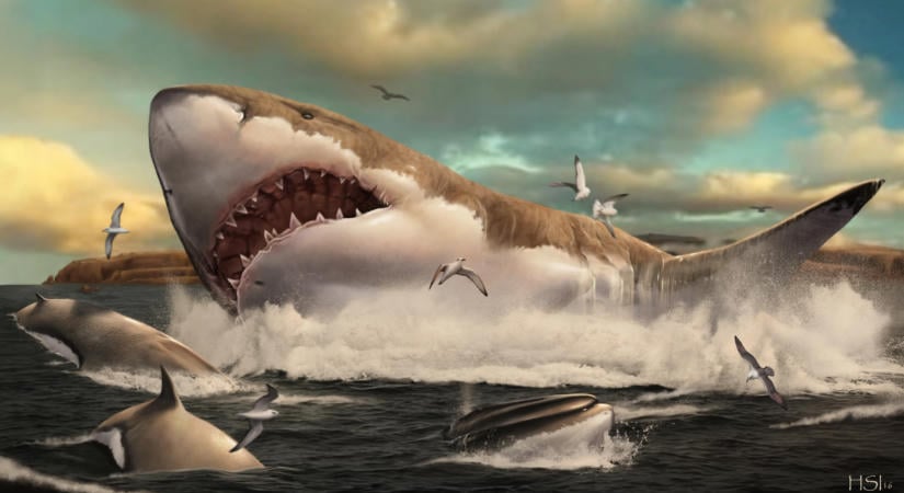 A Megalodon üldözte a bálnákat