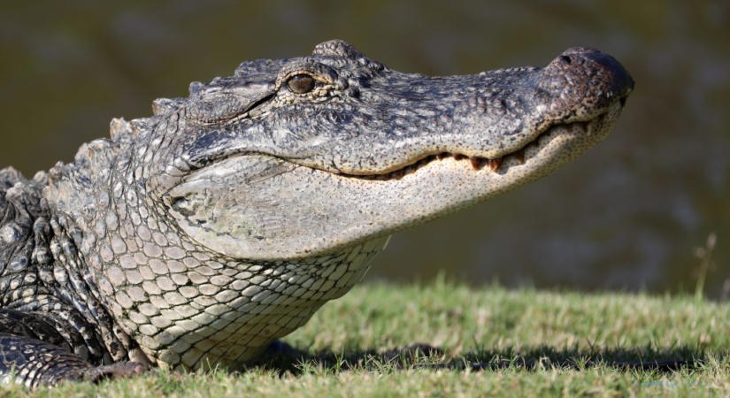 Lottón választanak ki 5000 aligátorvadászt Louisianában