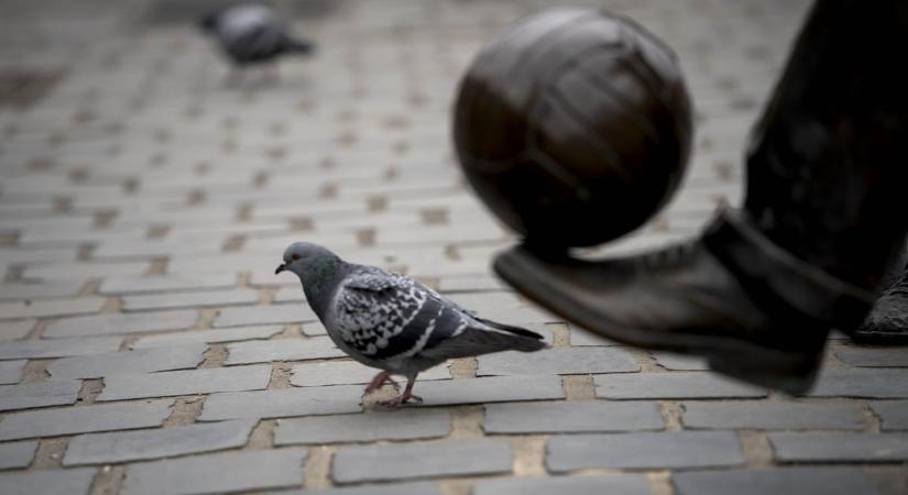 A fővárosi közgyűlés egyhangúlag támogatta a galamb-fogamzásgátlást