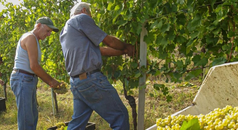 3 napos előrejelzés: napfényben zárulhat a szüret és az aratás