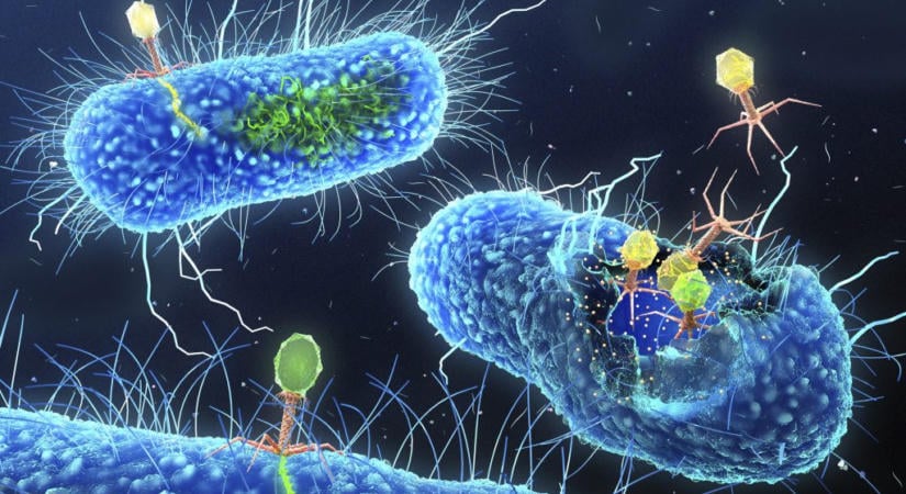 A székletátültetés segíthet, ha az antibiotikum nem használ