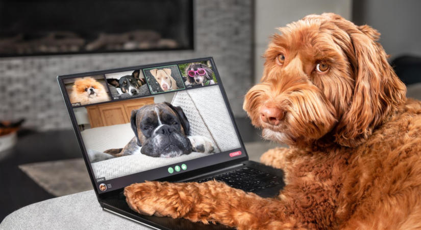 Hazavágja a cuki kisállat videókat a mesterséges intelligencia
