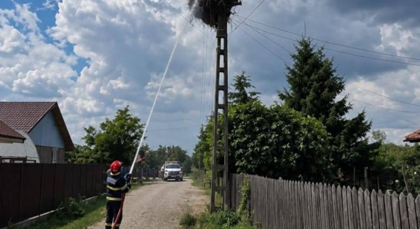 A gólyák az utolsó pillanatig védték a fészküket egy kigyulladt villanyoszlopon