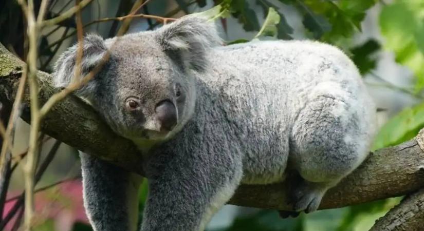 Új reményt adhat a koaláknak a genetikai tartalék létrehozása