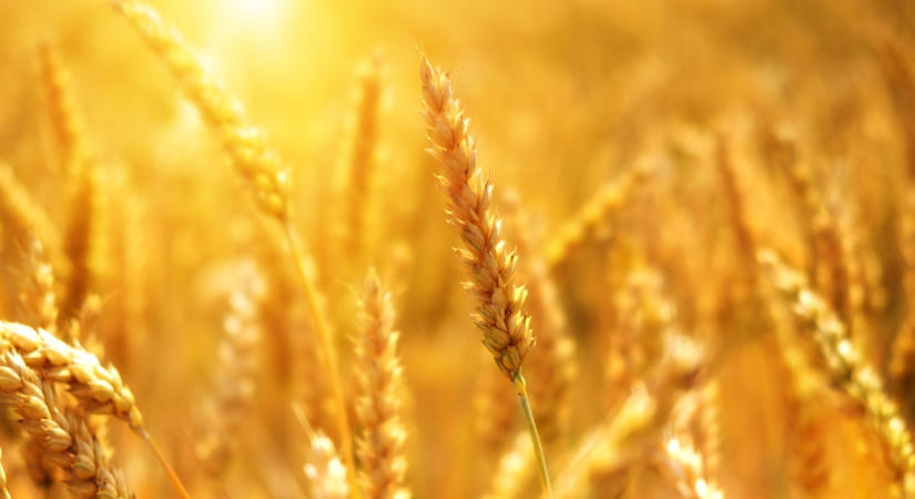 Az élelmiszer árindex után megérkezett a FAO gabona-világpiaci kitekintése