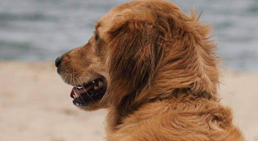 Bezár a keszthelyi kutyás strand, egymásnak feszült az önkormányzat és az üzemeltető