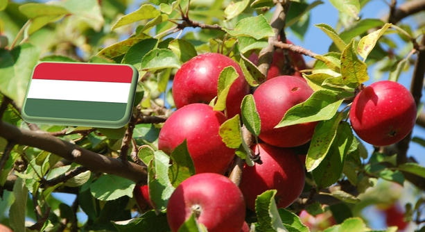 Almageddon a gyümölcsösökben: fél évszázada nem látott mélyponton a hazai almatermés