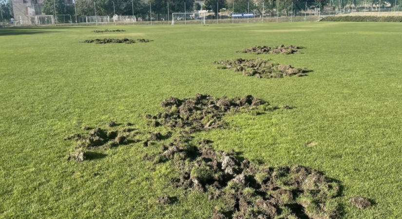 Újabb károkozás: vaddisznók törtek be a sportközpontba