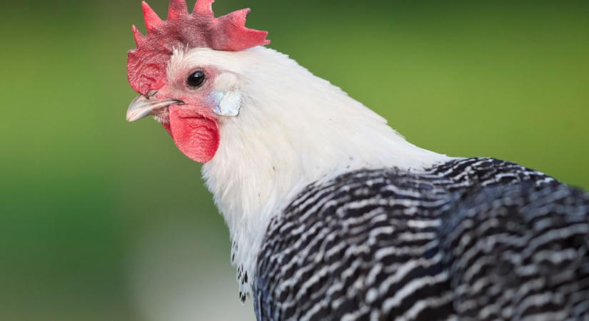 Egy ősi tyúkfajta nyújthat segítséget a madárinfluenza elleni védekezésben?