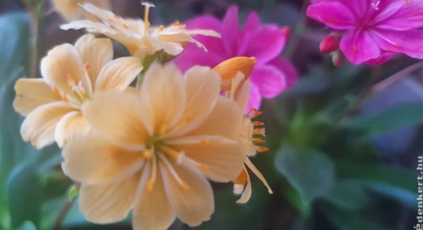 Dohánygyökér (Lewisia) teleltetése: így biztosan túléli a telet
