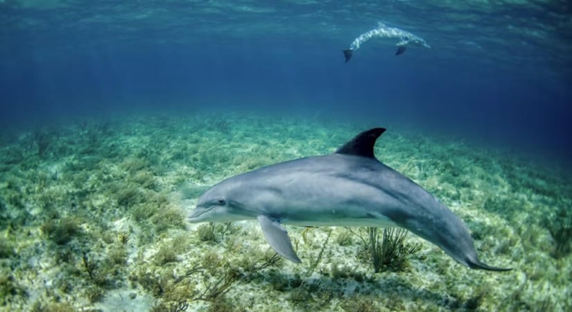 Addig hajszolja a halakat ez a delfin, amíg kihányják az ételüket – aztán ellopja