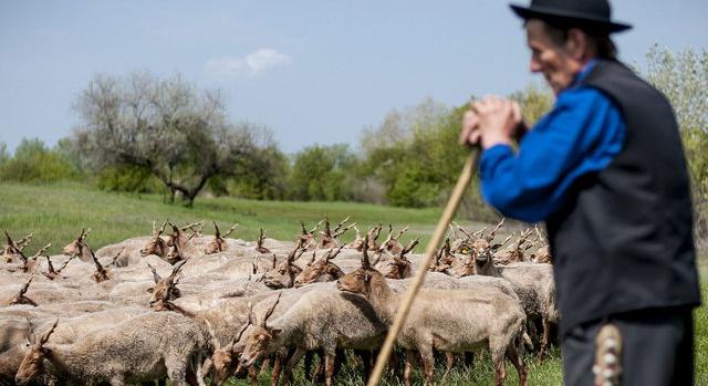 50 éve csodálhatjuk meg a természetet a Hortobágyi Nemzeti Parkban