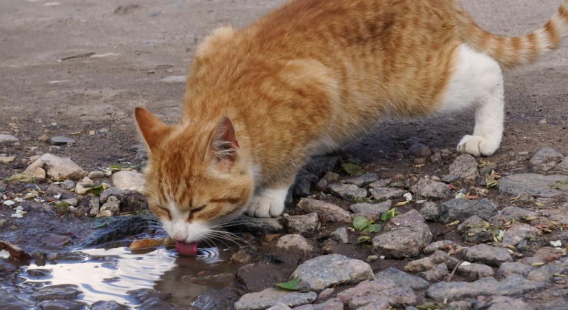 Az ősz közeledtével ez a halálos betegség egyre nagyobb veszélyt jelent a macskádra