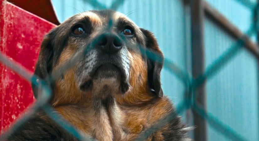 Ezt minden gazdinak tudni kell: változnak a kutyatartás szabályai