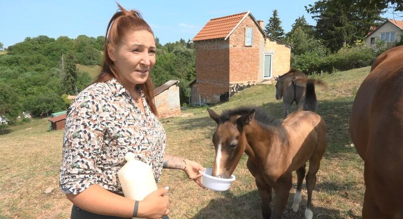 Egytucatnyi kiscsikót neveltek már fel a lovardában