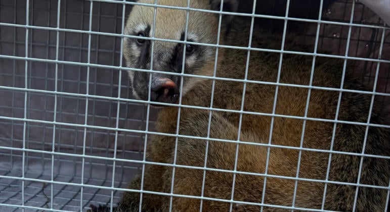 Egy órát kergették az ormányos medvét a Börzsönyben, mire sikerült befogni