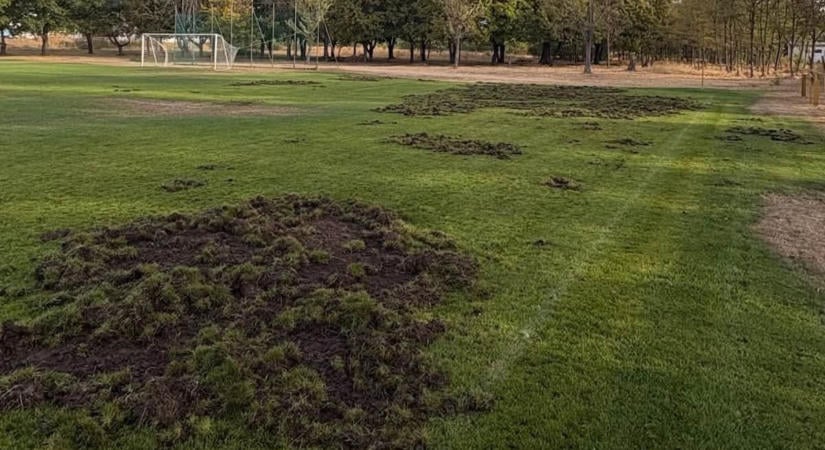 Vaddisznók túrták fel a borsodi focipályát – mérkőzést sem tudnak rendezni