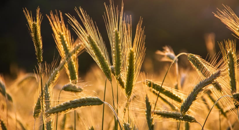 Nő Európa lemaradása az agrárversenyben