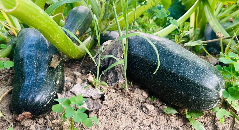 Egy idős asszony örömmel nevelgette – ellopták a zöldségeket a zalai kertből