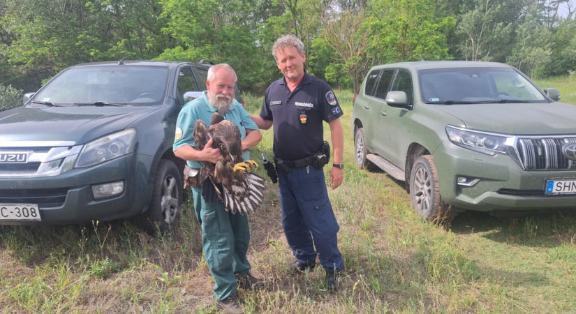 Szegednél engedtek szabadon egy határrendészek által talált rétisast
