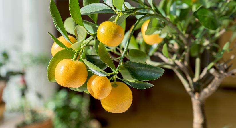5 gyümölcsfa, amit konténerben is nevelhetsz