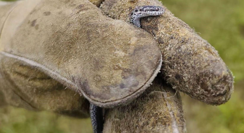 Elképesztő cukiság vagy inkább kiráz a hideg? - Rákosi vipera baba született a Hanságban