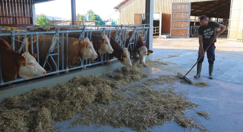 Egekbe szökött a takarmány ára, bajban vannak a gazdák – ennek a boltokban is meglesz a böjtje!