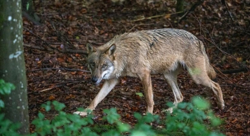 Nemcsak a kutyák, a farkasok is megérzik az emberi félelem szagát