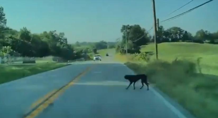 Videó: kutyát gázolt egy önvezető Tesla