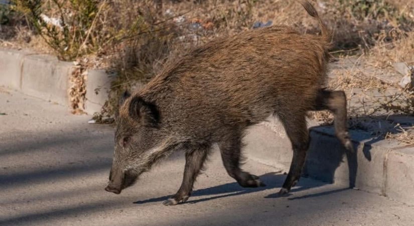 Éjszaka dörrennek a puskák Tatabányán: itt a kilövési engedély