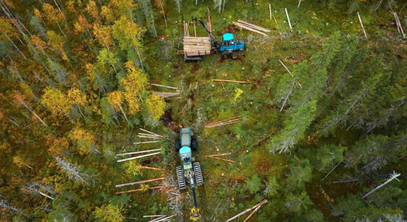 Örökerdőkért emelt szót a WWF Magyarország: a hazai erdők harmadát érintené a radikális javaslat