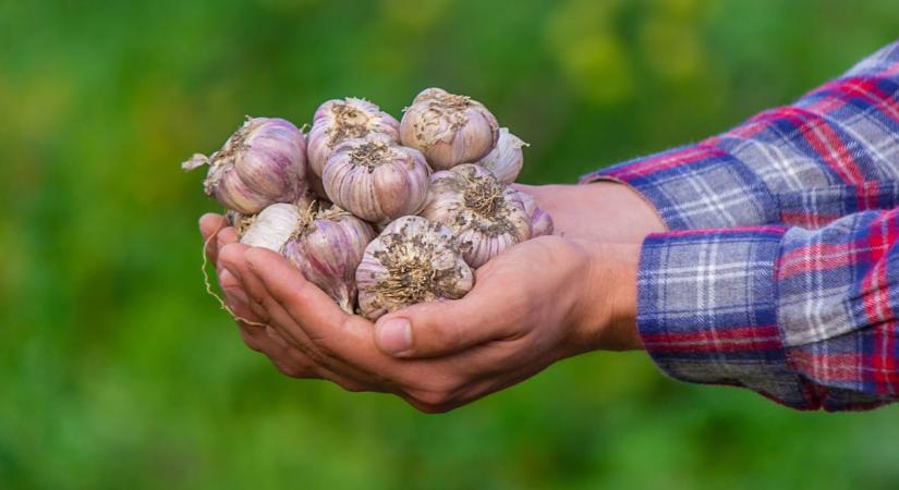 Fokhagymatrükk: így tarthatjuk távol a kártevőket