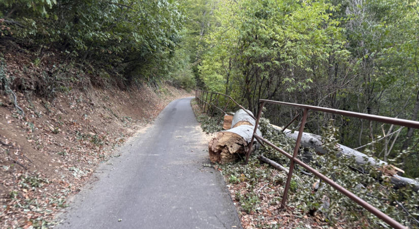 Hatalmas fa dőlt a bringások útjára a Pécs-Orfű szakaszon