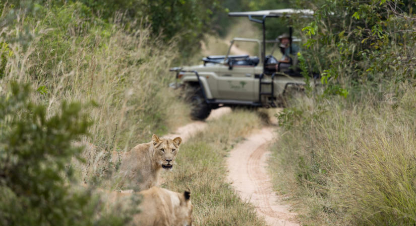 Csendben lopóznak az oroszlánok közelébe: teljesen átalakulhat az afrikai szafari