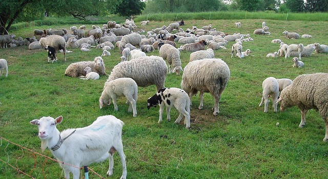 Érkeznek a támogatói döntések a kiskérődző állatjóléti támogatás kapcsán