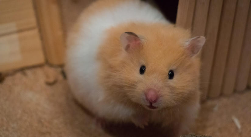 Szerelmi légyotton gyilkolta halomra a rágcsálókat az iskolai alkalmazott
