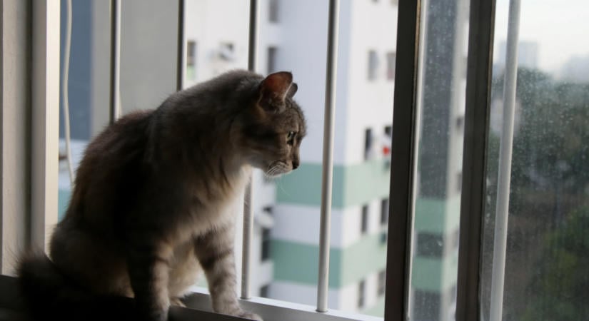 Kegyetlenség a macskákat a lakásban tartani?