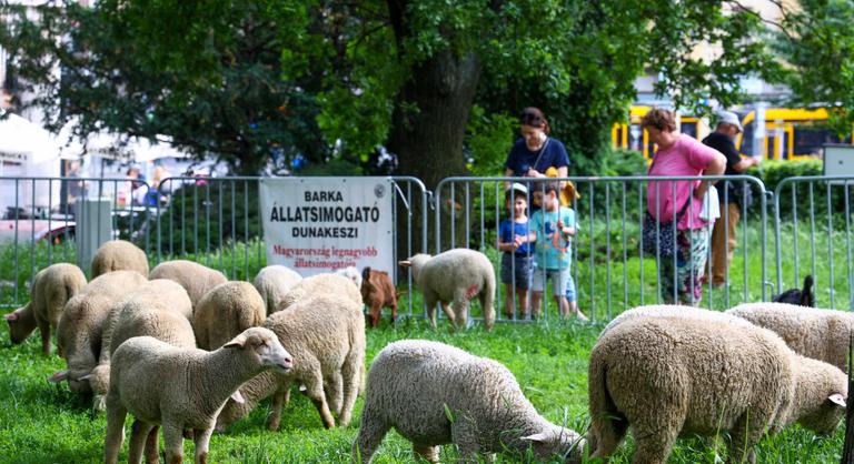 Birkákkal és kecskékkel nyírta a füvet a II. kerületi önkormányzat