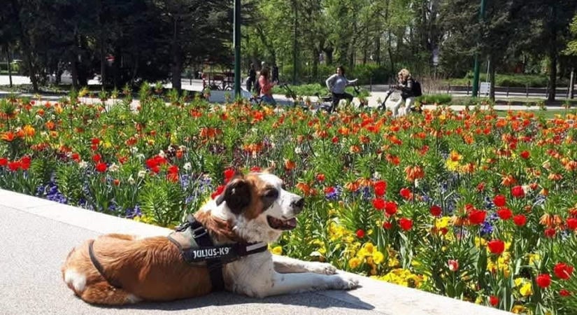 Ma ünnepeljük az állatokat