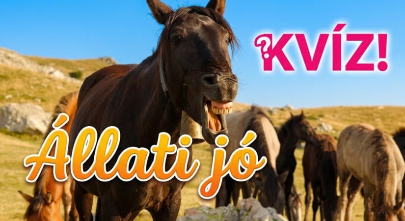 Állatos kvíz: Lássuk, mennyit tudsz! Meglesz mind a 10, vagy kifogunk rajtad?