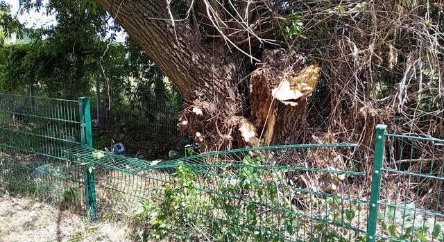 Hatalmas fa dőlt ki Egerben – a kutyafuttató sem úszta meg!