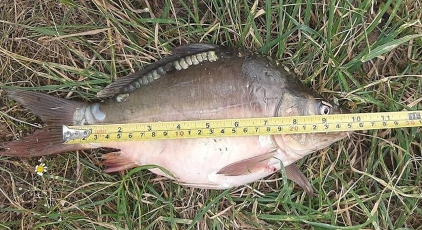Több szabályt is megsértett az aggteleki horgász a Balatonnál