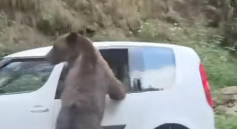 Betörte a medve egy autó ablakát, élelem után kutatott (VIDEÓ)
