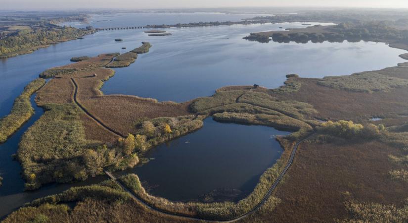 Kiderült, miért pusztulnak tömegesen a kagylók a Tisza-tavon