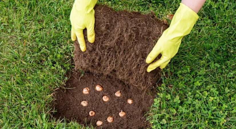 Egy egyszerű őszi trükk, amitől tavasszal csodálatos virágtenger lesz a gyepből