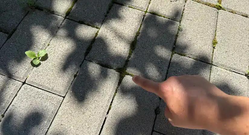 Vége a méregdrága gyomirtóknak! Csak ezt az egy fehér port vedd ki a spájzból, és a térköved olyan lesz, mint az új
