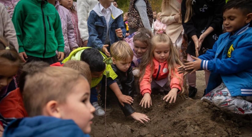 Kuriózum a növényvilágban: 250 éves hársfa utolsó utódját ültették el Oroszlányban